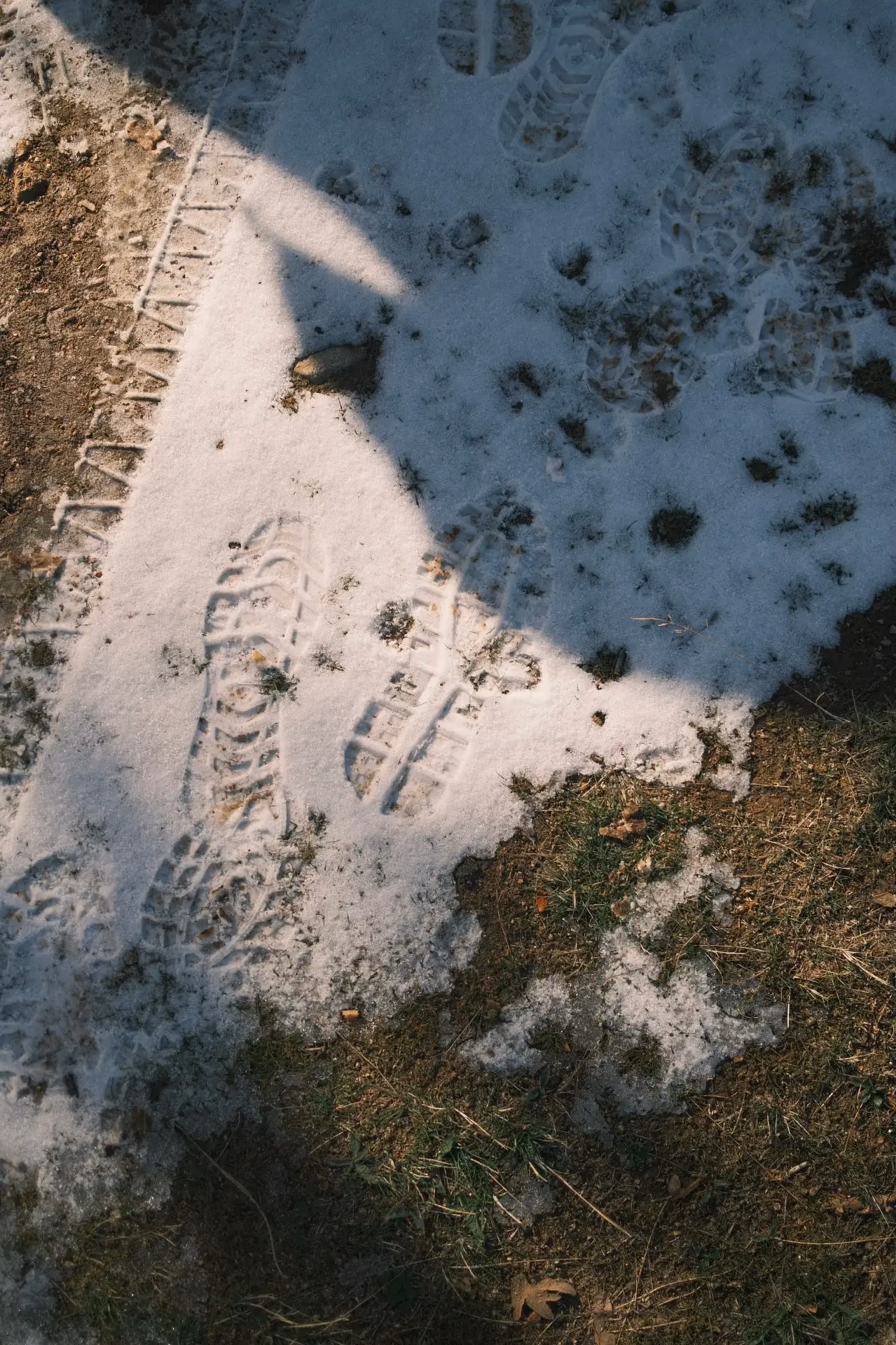 Columbia × Zentir, image 3