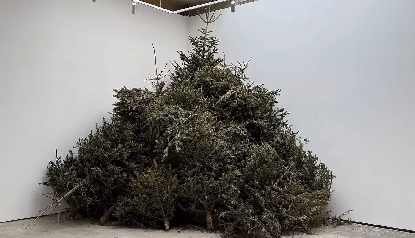 Tree Brothers, image 4